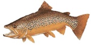 bigtrout1