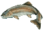 trout