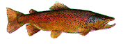 Bigtrout2